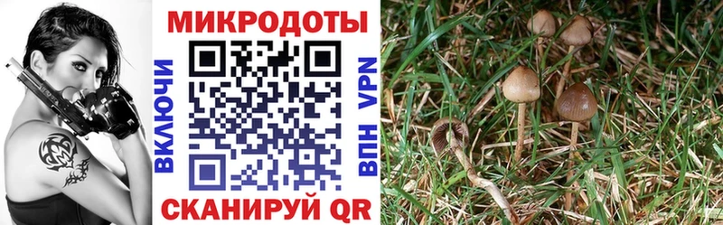 Псилоцибиновые грибы мицелий  Лениногорск 